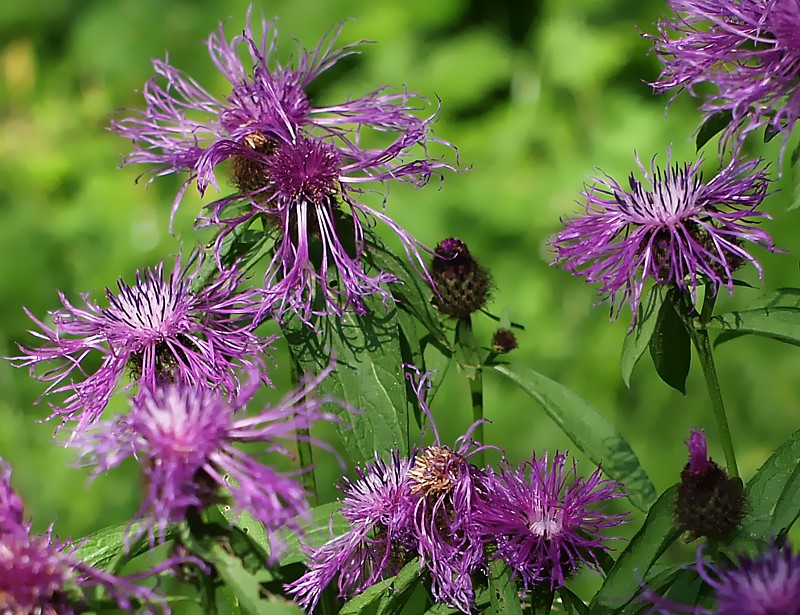 Image of Centaurea phrygia specimen.