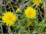 Sonchus arvensis. Распустившиеся и нераспустившиеся соцветия. Украина, Ивано-Франковская обл., Долинский р-н, окр. с. Княжелука, болотистый необрабатываемый луг. 28.09.2016.