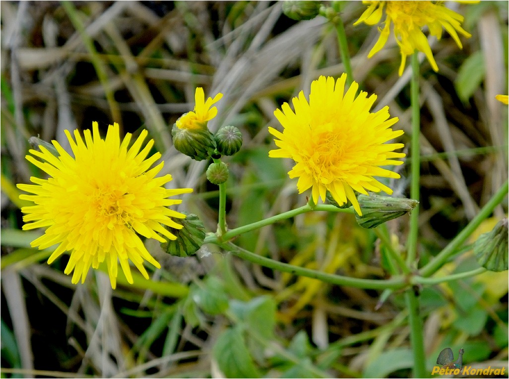 Изображение особи Sonchus arvensis.