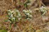 Galium humifusum. Часть побега с соцветиями. Казахстан, Тянь-Шань, хр. Таласский, зап. Аксу-Джабаглы, каньон Аксу, на почвах, образованных разрушенными осадочными отложениями, в степном сообществе. 21.06.2016.