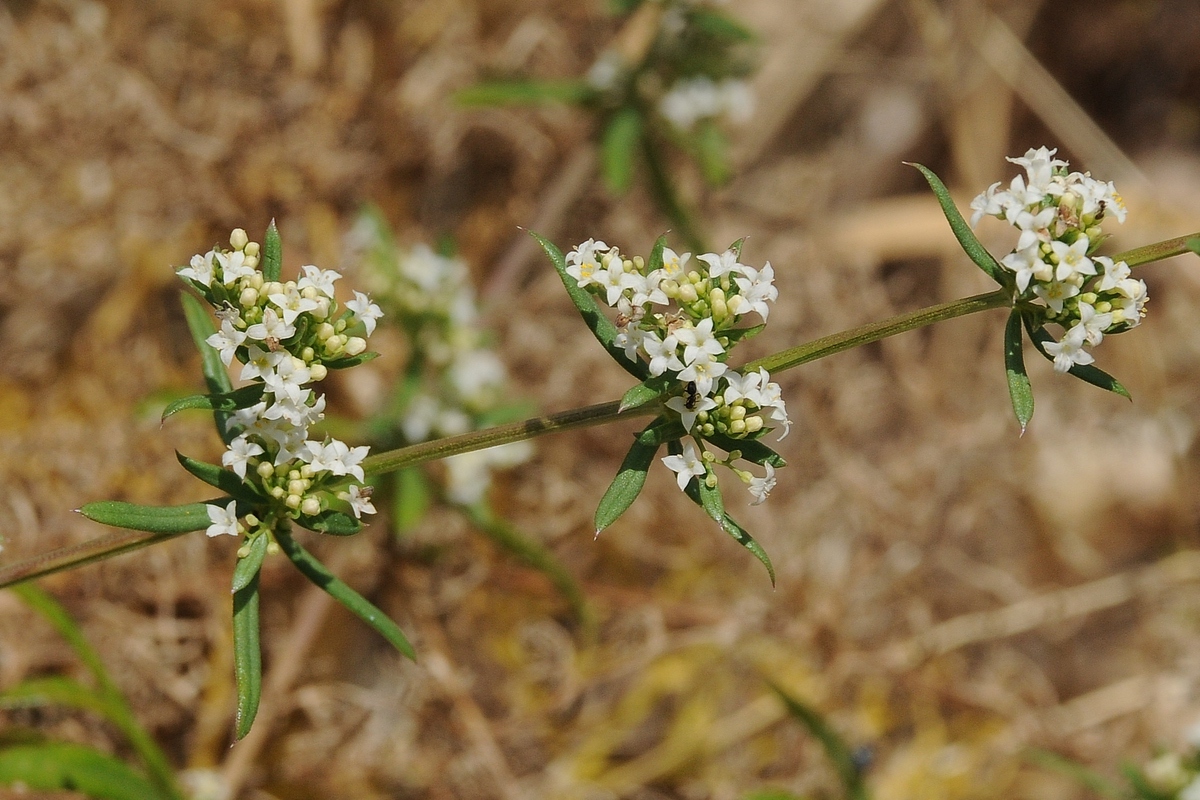 Изображение особи Galium humifusum.