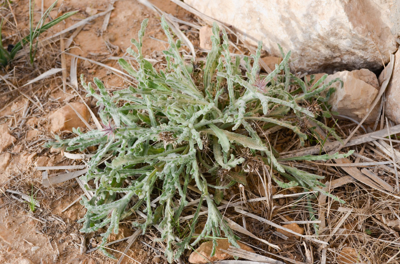 Image of Centaurea aegyptiaca specimen.