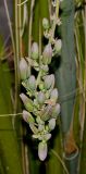 Hesperaloe campanulata