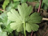 Geranium lucidum. Лист (вид снизу). Нидерланды, Гронинген, городской парк Stadspark, тенистое место под деревьями; одичавшее из культуры. 16 мая 2010 г.