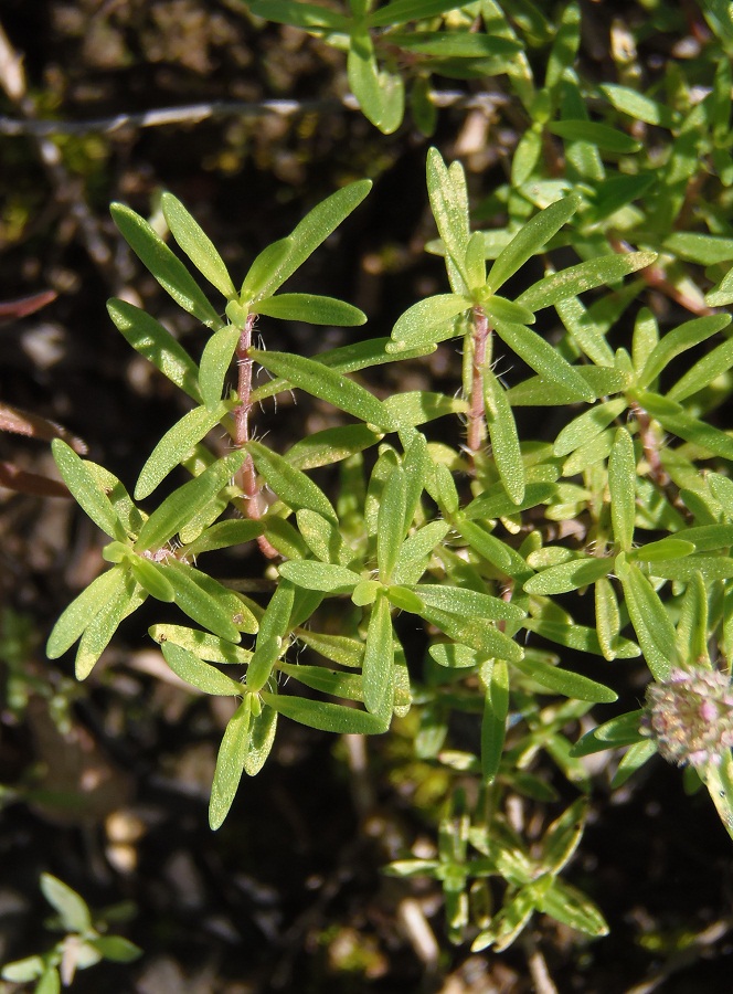 Изображение особи Thymus &times; dimorphus.