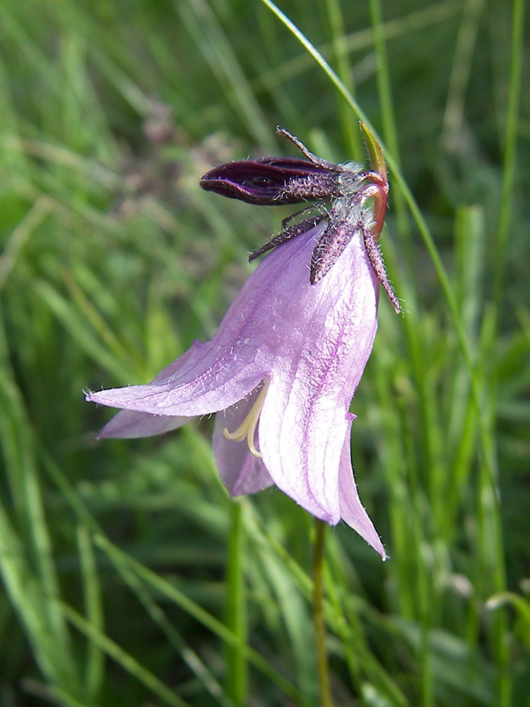 Изображение особи Campanula collina.