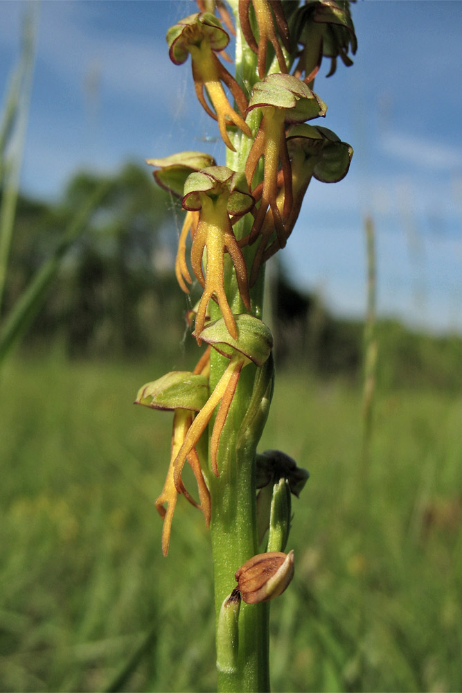 Изображение особи Orchis anthropophora.