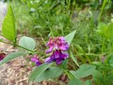 Vicia unijuga