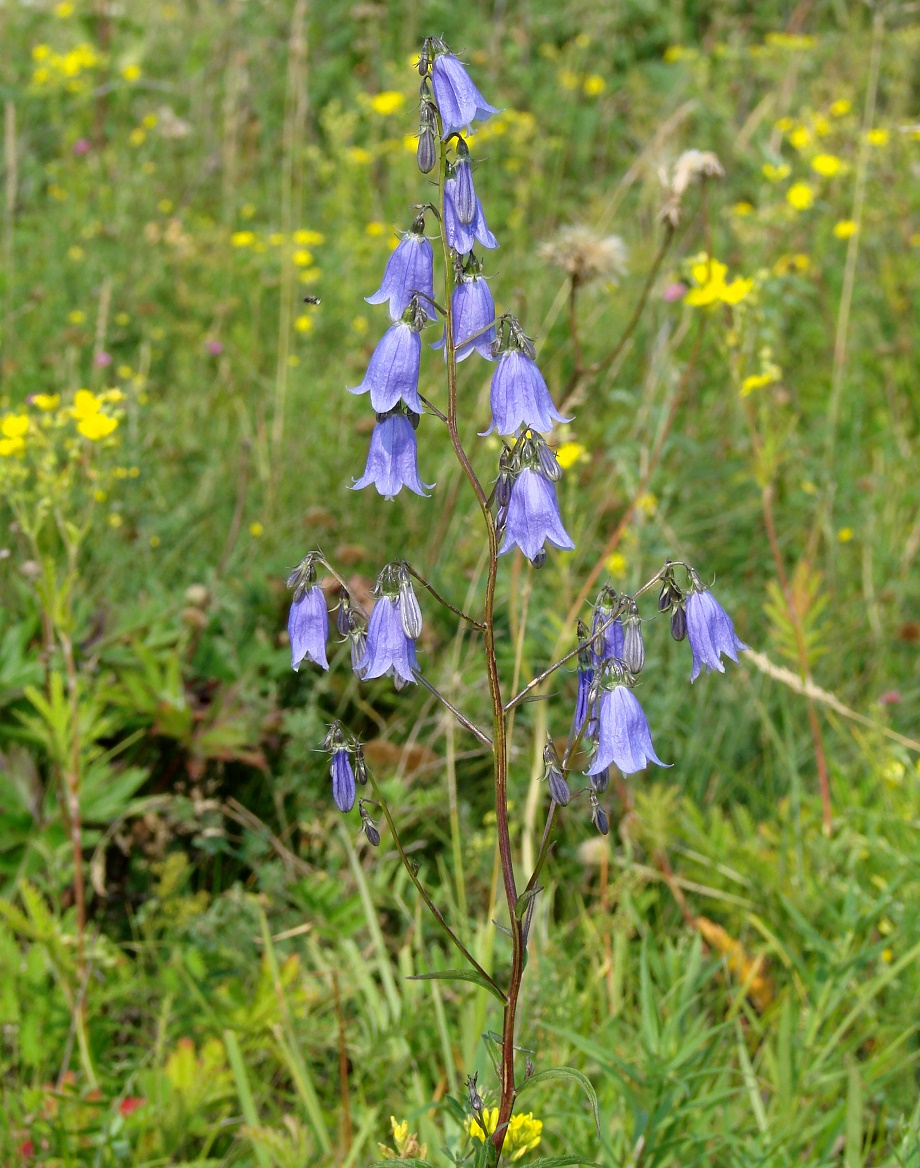 Изображение особи Adenophora coronopifolia.