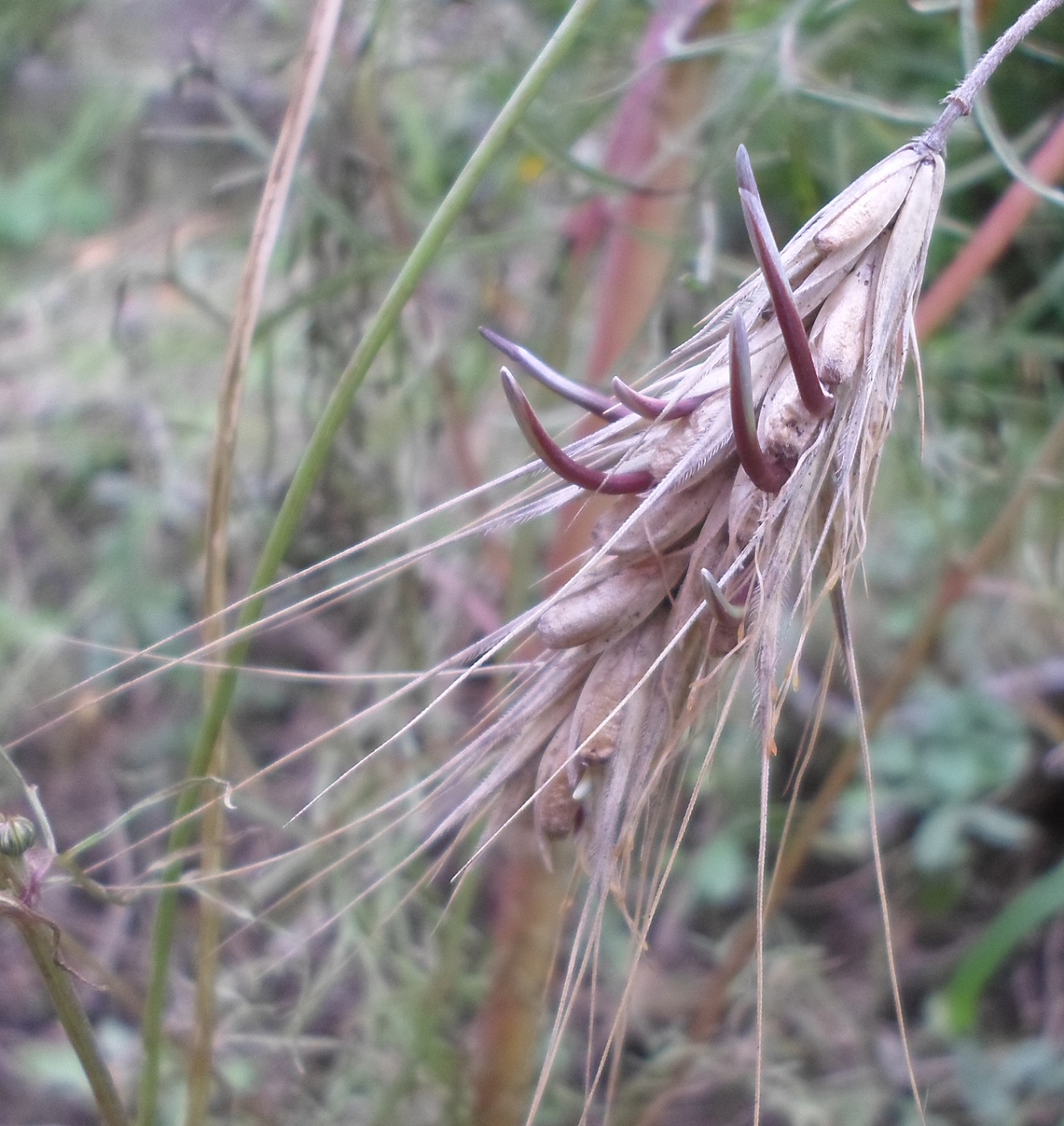 Image of Secale cereale specimen.