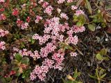 Loiseleuria procumbens. Цветущие и бутонизирующие растения (вид сверху). Магаданская обл., Ольский р-н, Ольское шоссе, на приморской сопке. 05.06.2016.