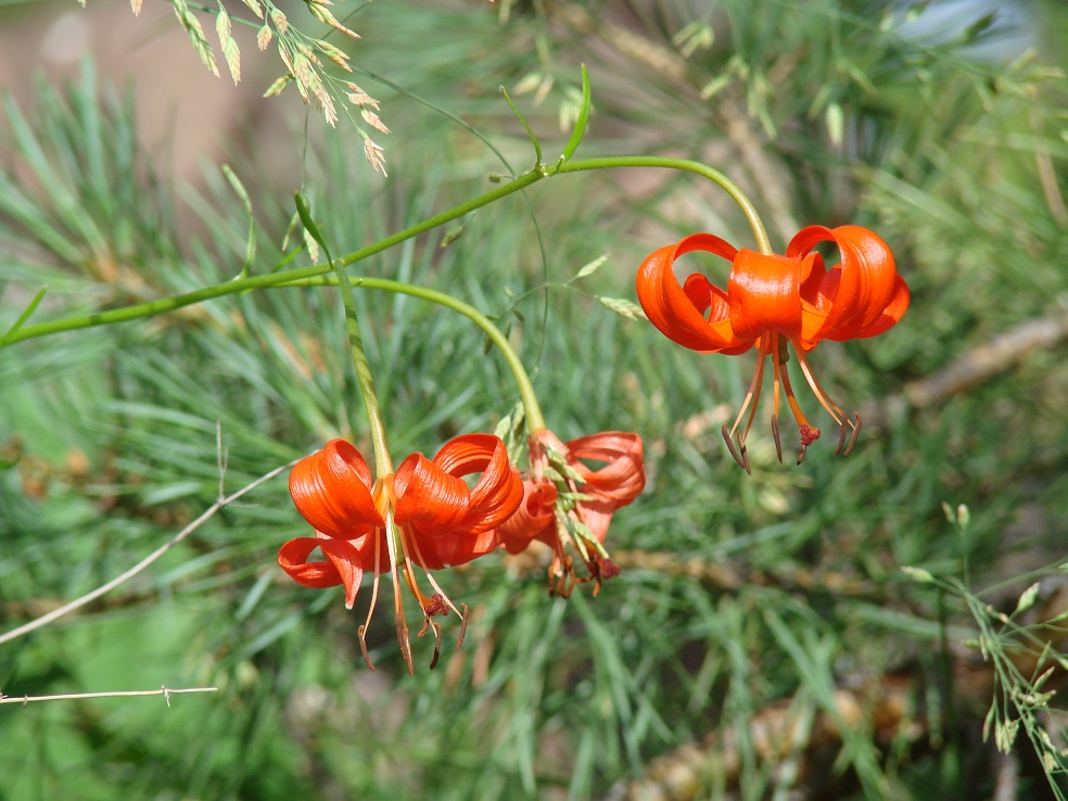 Image of Lilium pumilum specimen.