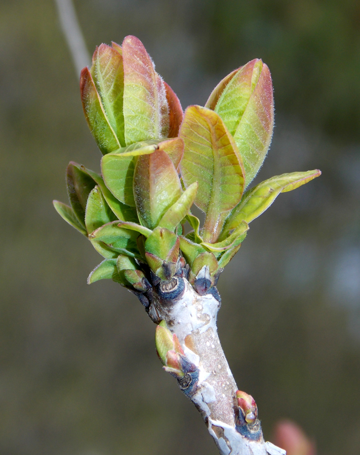 Image of Cotinus coggygria specimen.