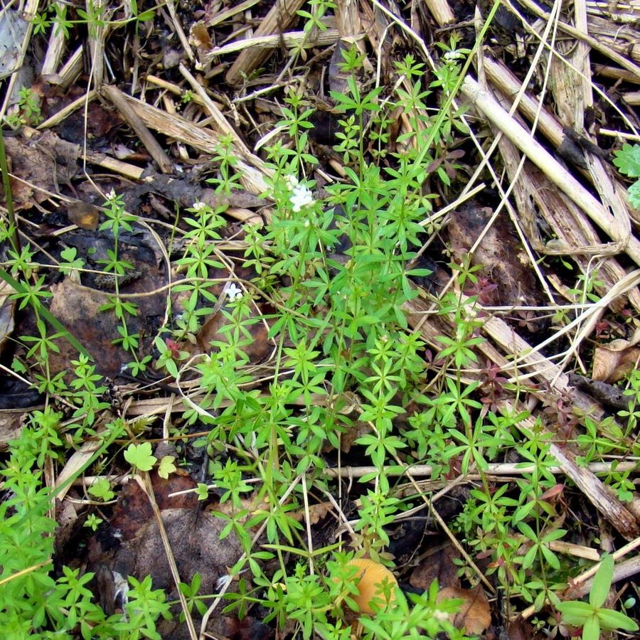 Изображение особи Galium uliginosum.