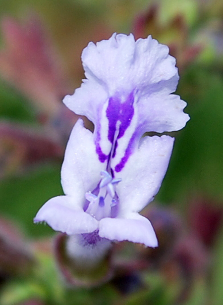 Изображение особи Lophanthus tschimganicus.