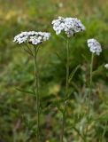 Achillea schmakovii