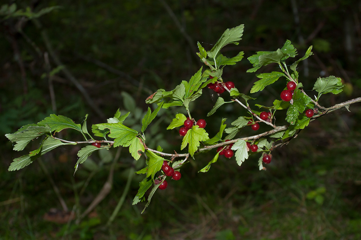 Изображение особи Ribes alpinum.