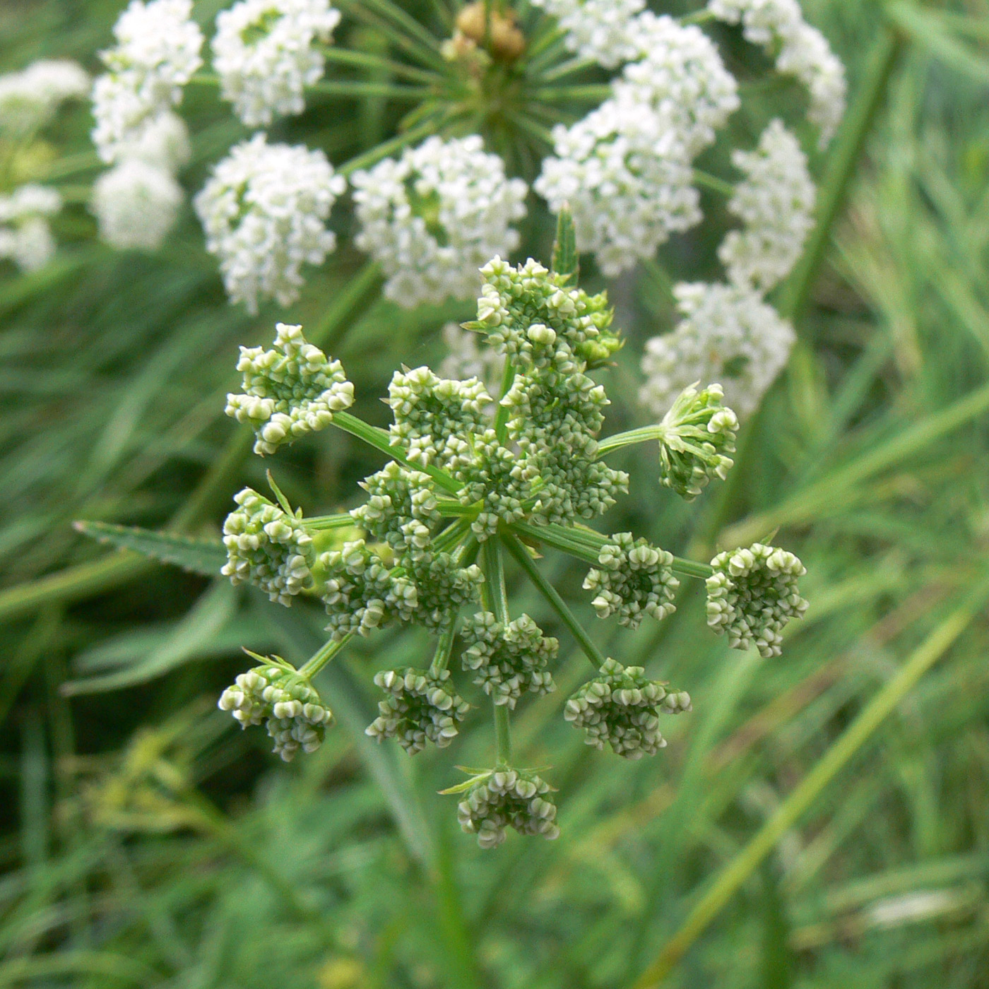 Image of Sium suave specimen.