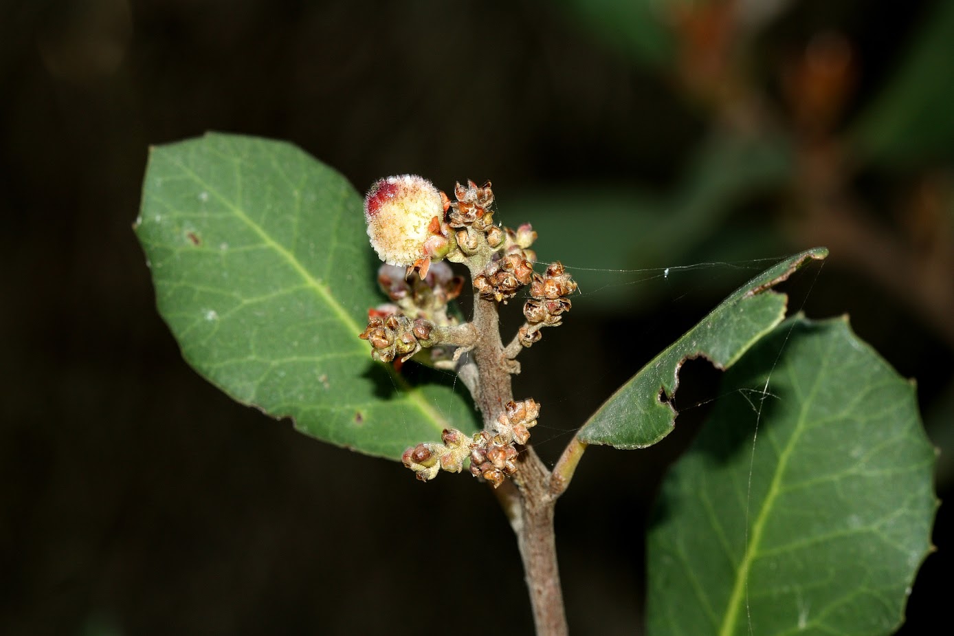 Изображение особи Rhus integrifolia.