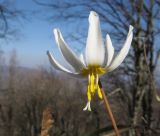 Erythronium caucasicum. Цветок. Краснодарский край, Туапсинский р-н, гора Индюк, буково-каштановый лес на северо-восточном склоне горы, выс. ≈ 800 м н.у.м. 01.04.2017.