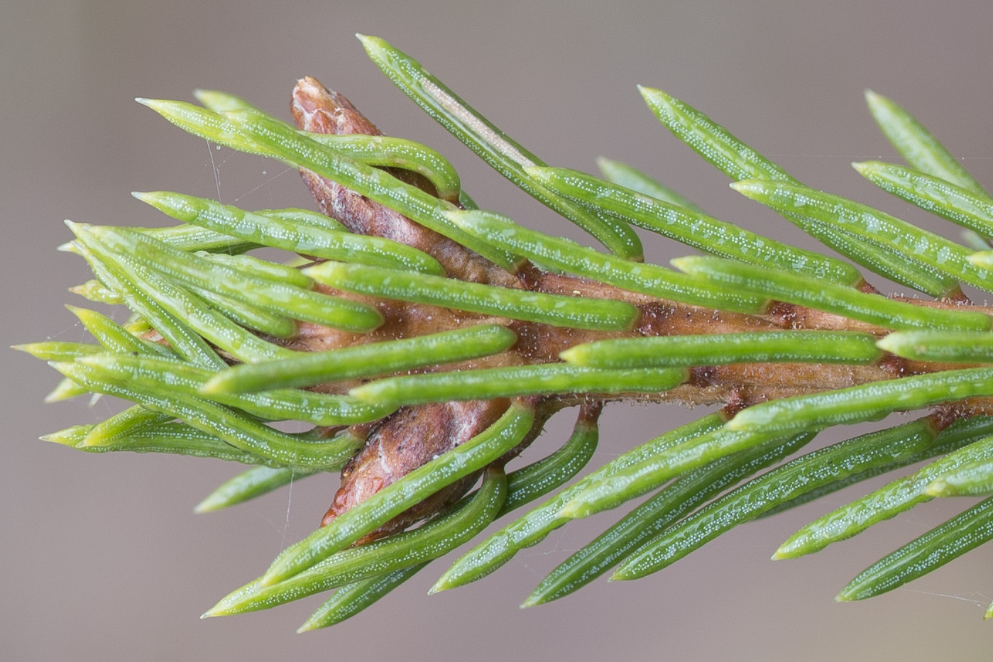 Image of Picea &times; fennica specimen.