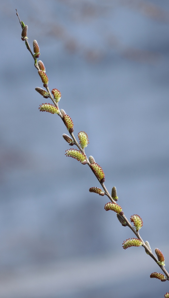 Изображение особи Salix pierotii.