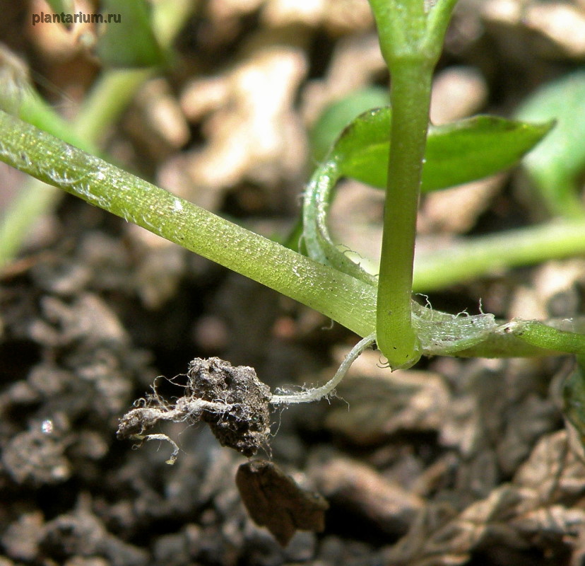 Image of Stellaria media specimen.