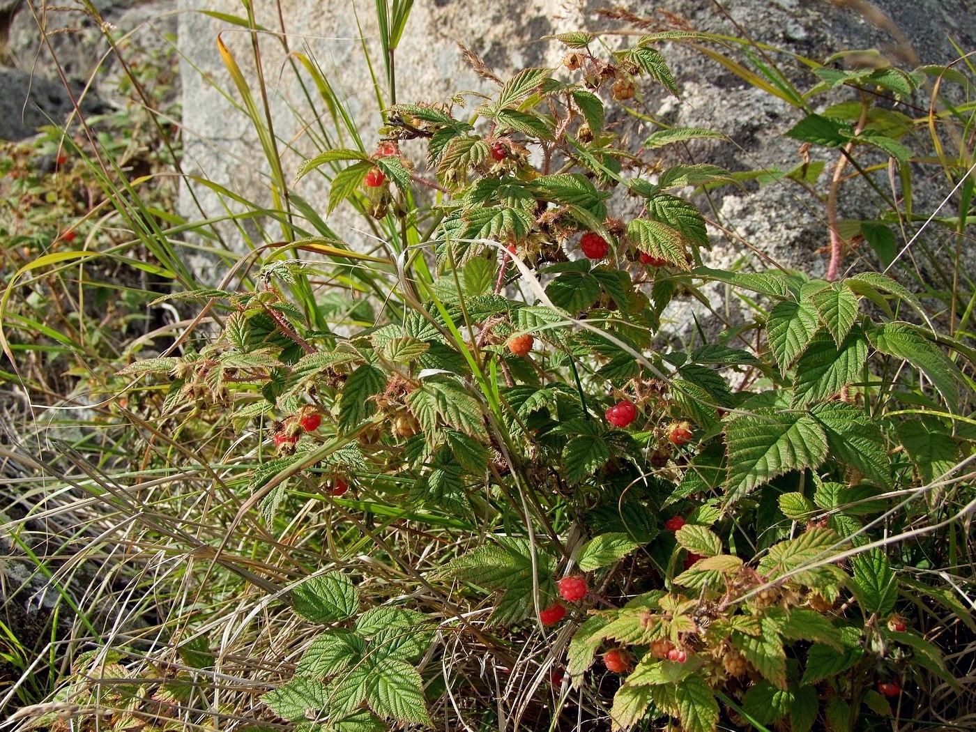 Изображение особи Rubus matsumuranus.