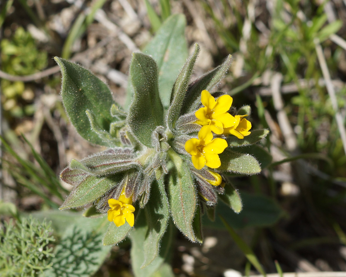 Image of Alkanna orientalis specimen.