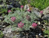 Astragalus setosulus. Цветущее растение. Крым, окр. Судака, долина р. Ворон, гора Плакья, выходы конгломератов. 18 мая 2017 г.