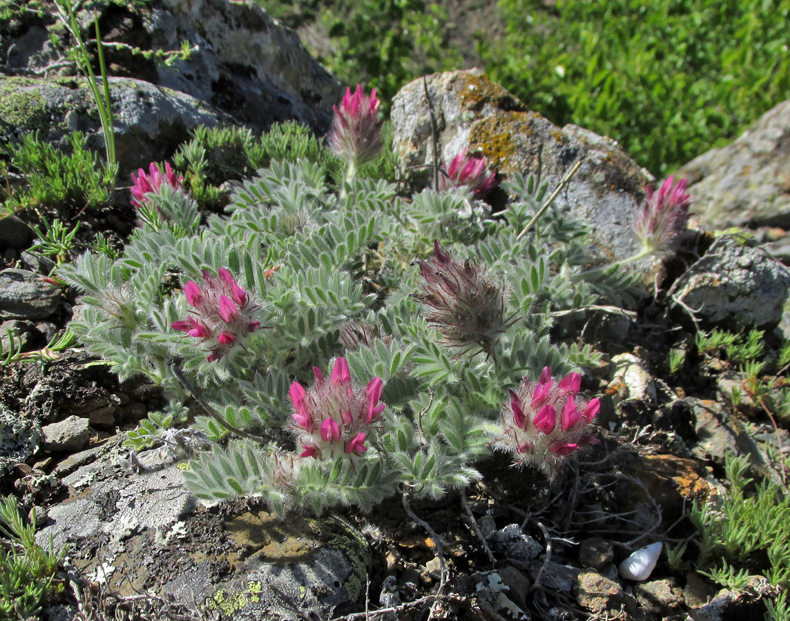 Изображение особи Astragalus setosulus.