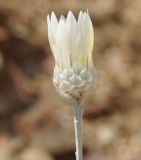 Xeranthemum annuum