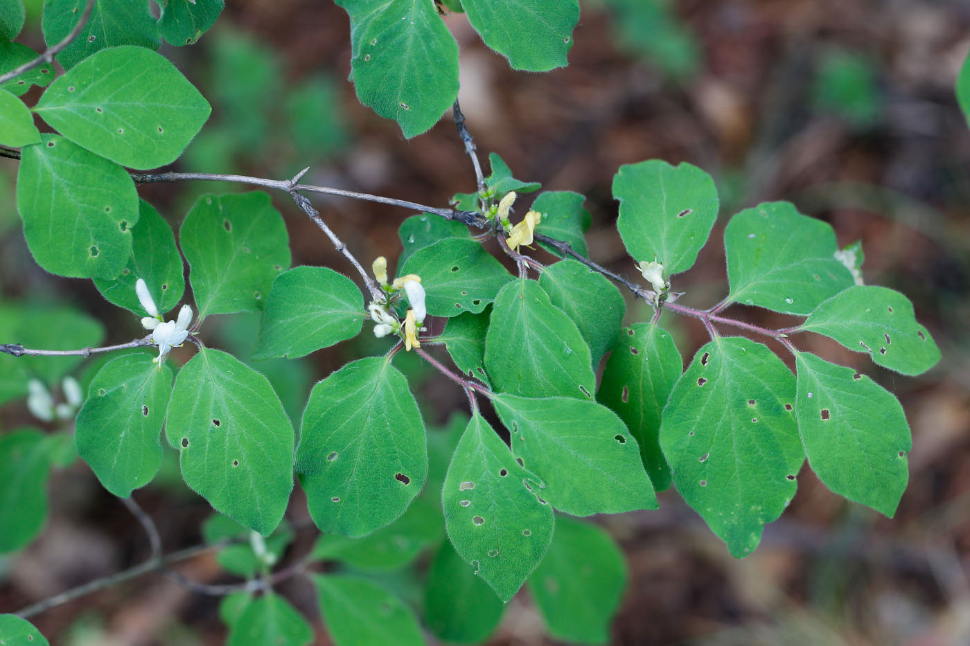 Изображение особи Lonicera xylosteum.