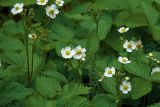 Fragaria vesca