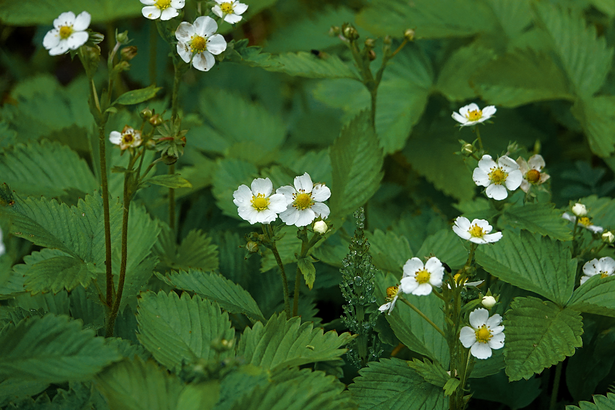 Изображение особи Fragaria vesca.