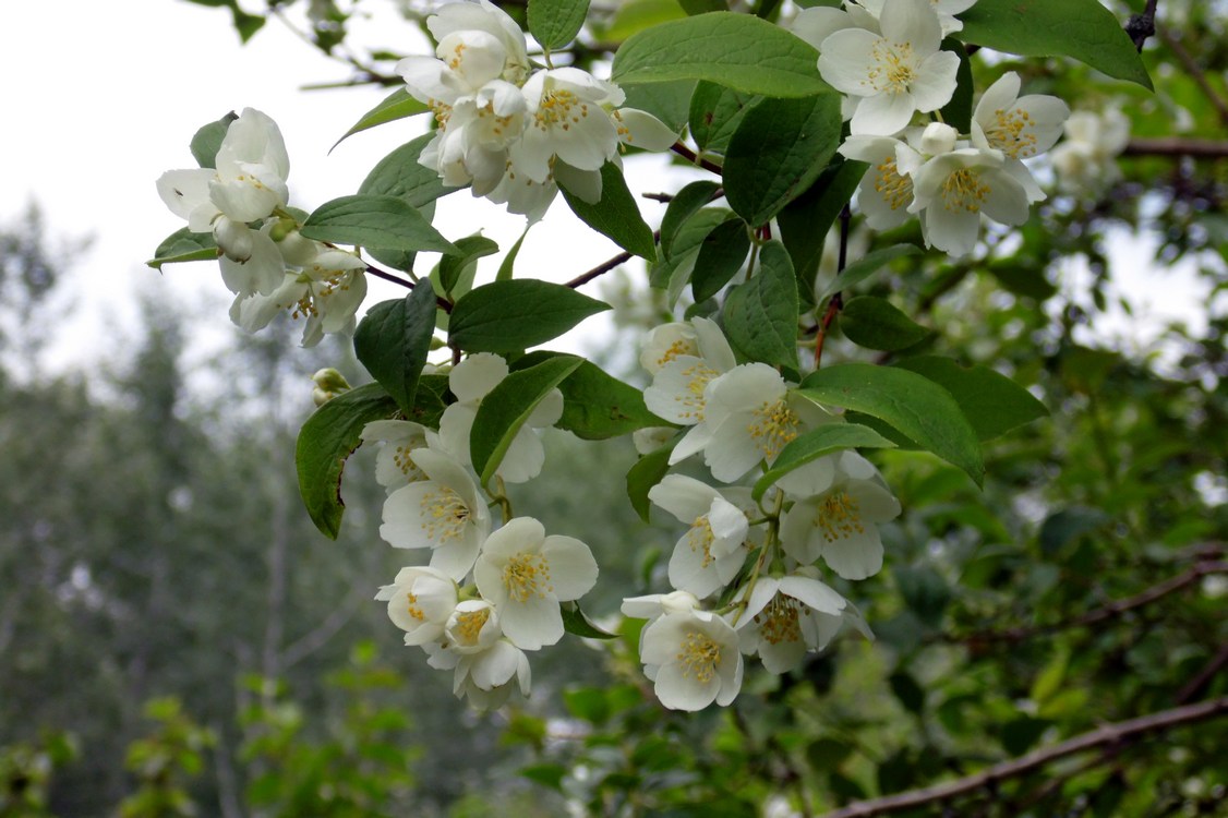 Image of Philadelphus caucasicus specimen.