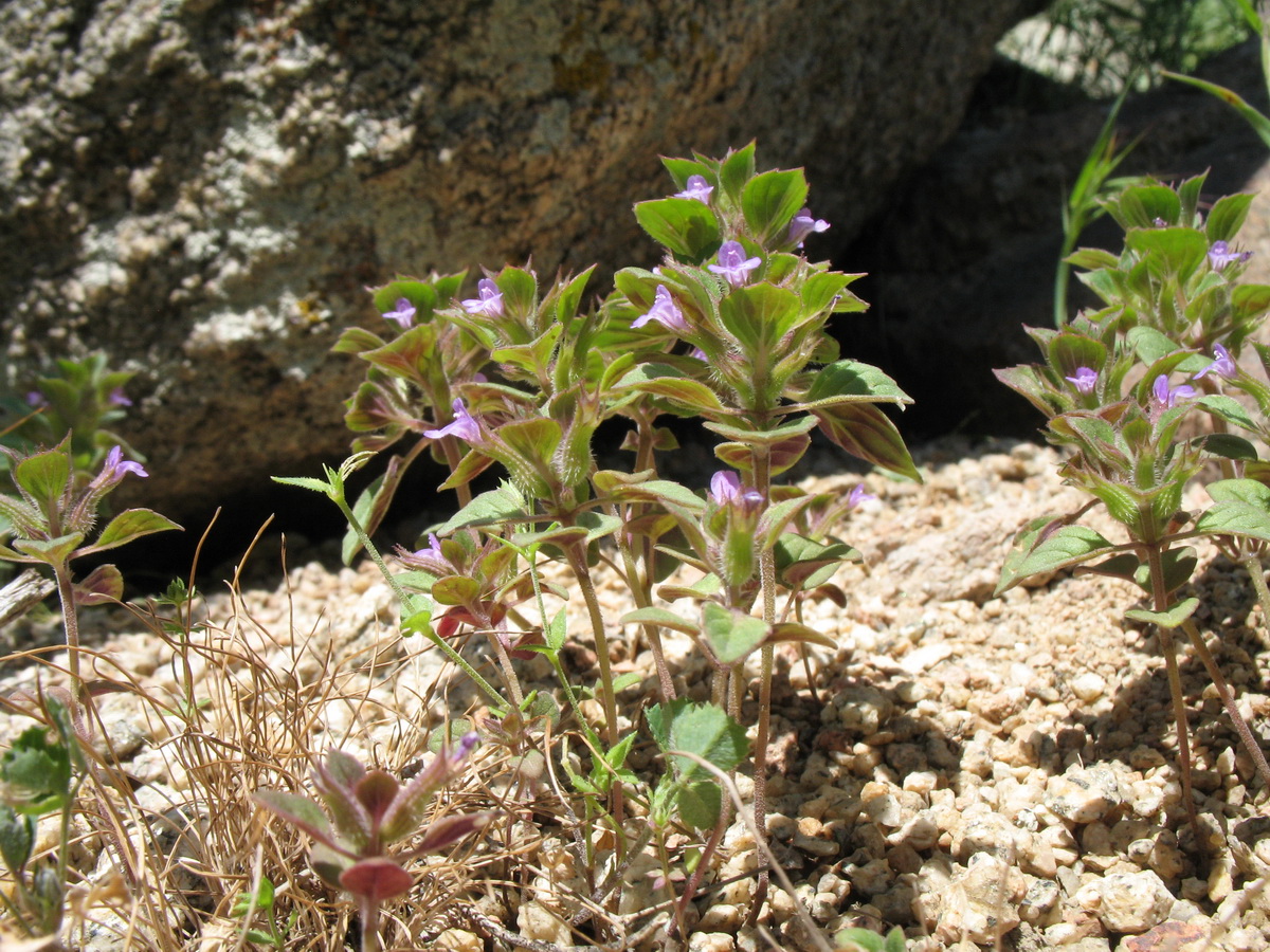 Image of Ziziphora graveolens specimen.