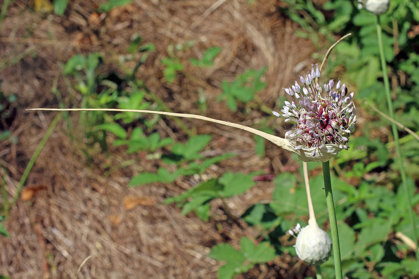 Image of Allium longicuspis specimen.