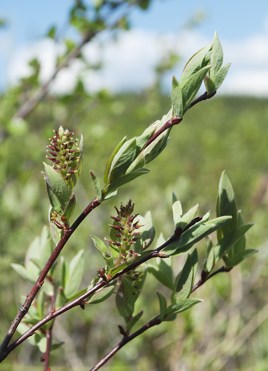 Image of Salix myrtilloides specimen.