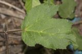 Heracleum sibiricum