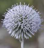 Echinops albidus