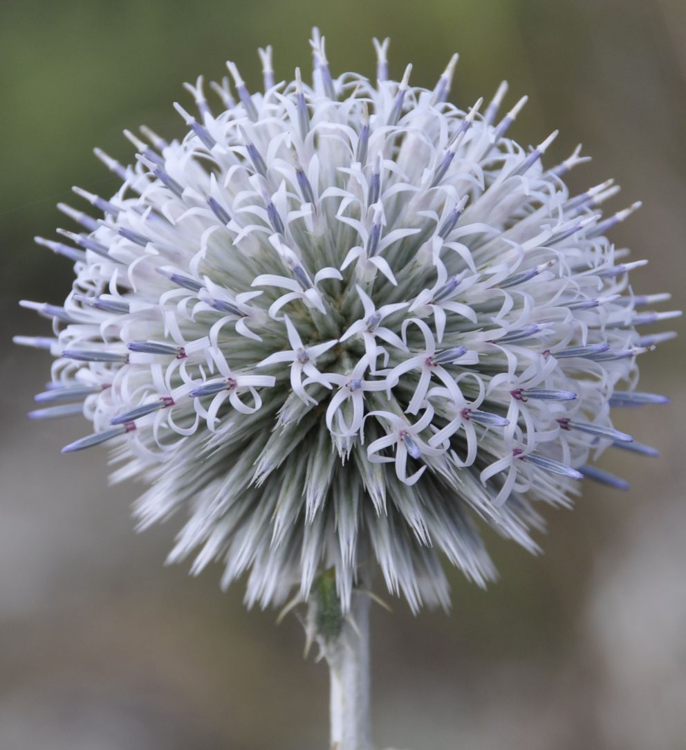 Изображение особи Echinops albidus.