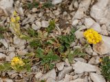 Alyssum oschtenicum. Цветущее растение. Адыгея, Кавказский биосферный заповедник, склон горы Оштен, выс. ≈ 2700 м н.у.м., каменистая осыпь. 24.07.2017.