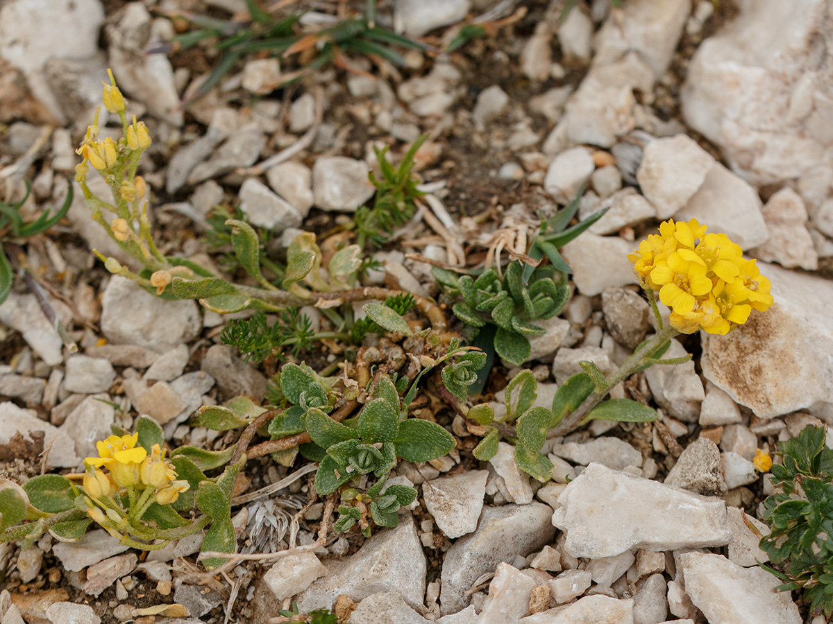 Изображение особи Alyssum oschtenicum.