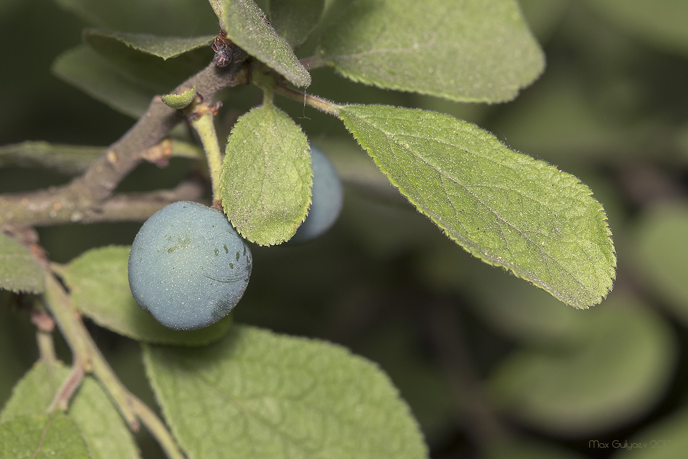 Image of Prunus stepposa specimen.