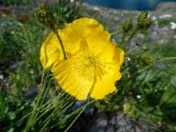 Papaver croceum