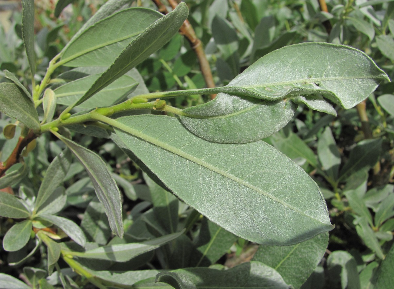 Image of Salix pantosericea specimen.