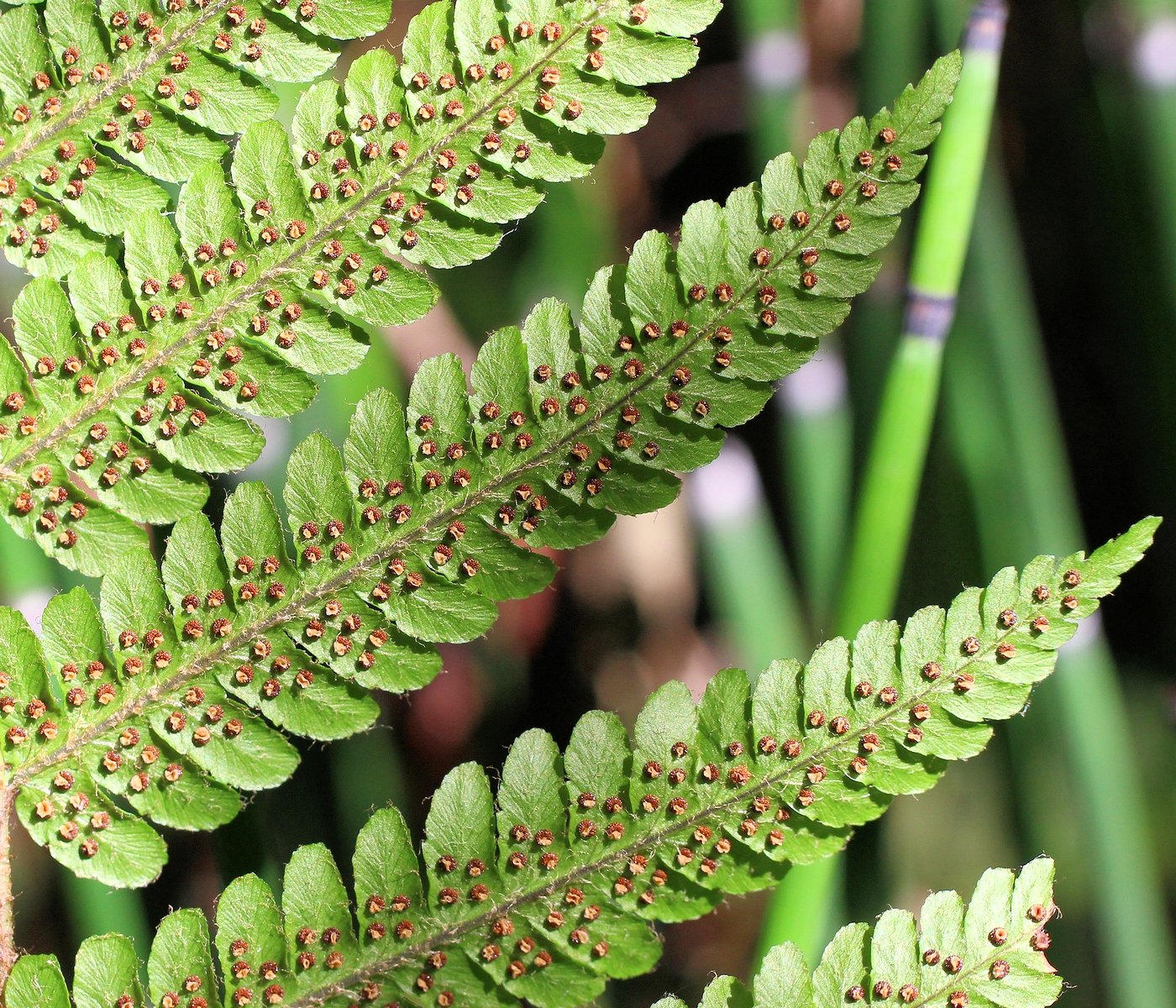 Image of Dryopteris crassirhizoma specimen.