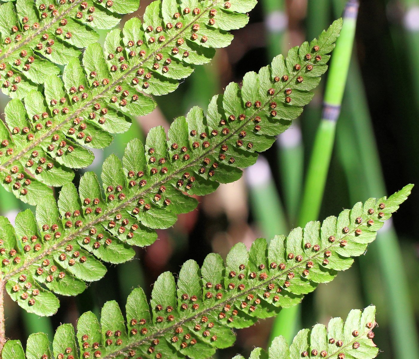 Изображение особи Dryopteris crassirhizoma.