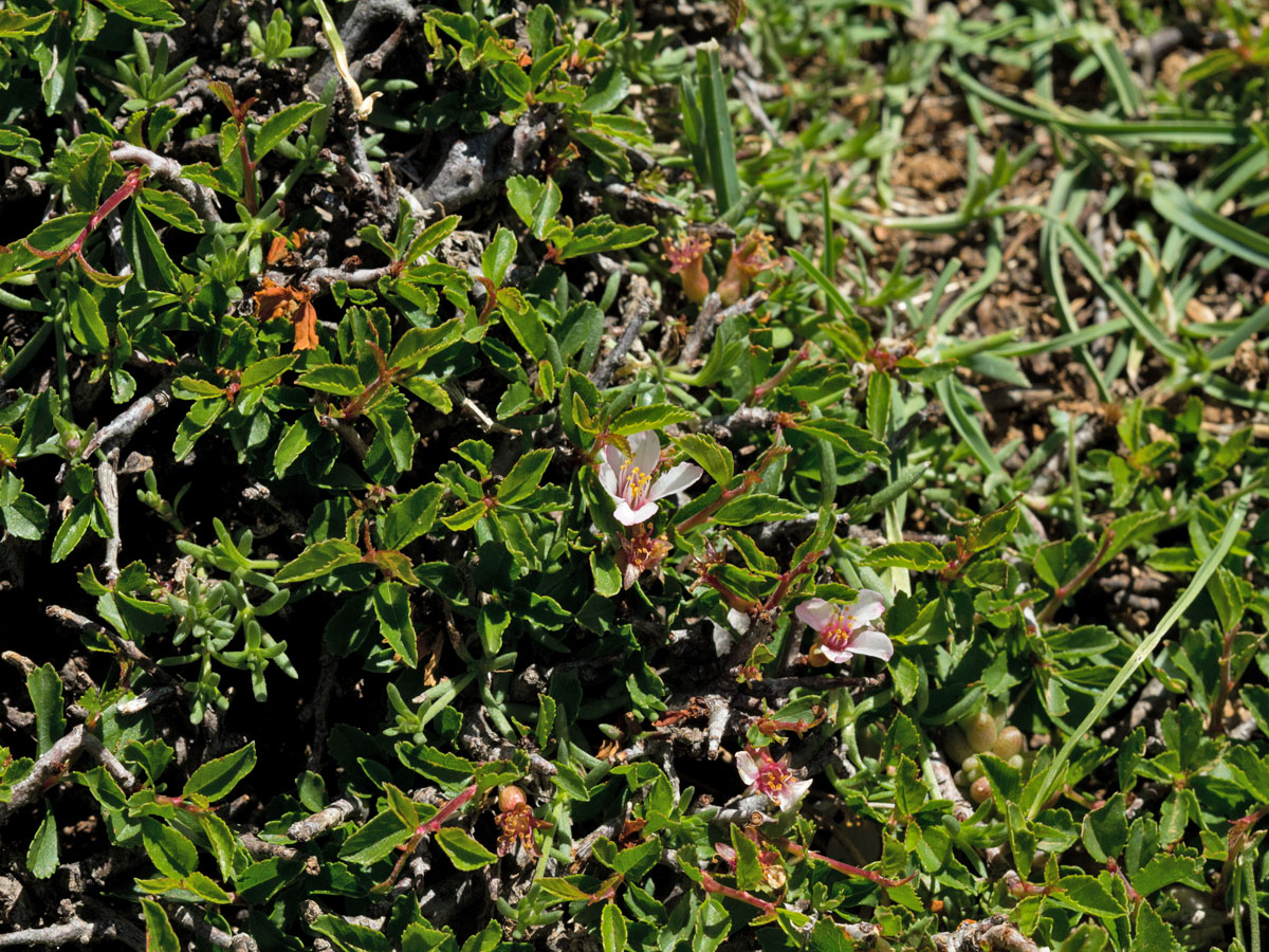 Image of Cerasus prostrata specimen.